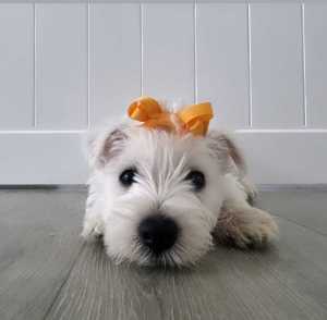 💛1 female left! 💛West Highland White Terrier Puppies