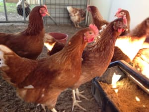 Isabrown pullets/ chickens/ hens