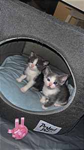 Male and female kittens