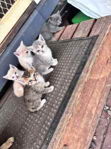 Bengal Cross Kittens