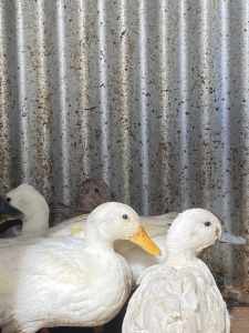 Breeding Group of Call & Crested Bantam Ducks!