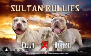 PURE BREED AMERICAN XL BULLY PUPPIES ABKC REGISTERED!