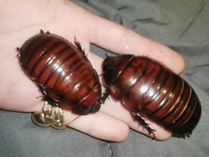 Giant Burrowing Cockroaches (Trios and pairs)