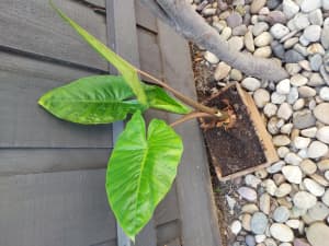 Young, big, healthy plant
