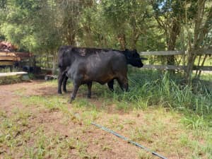 CATTLE FOR SALE WYONG NSW