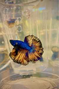 Halfmoon and double Betta males and female for sale