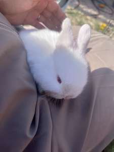 Cute Netherland Dwarf baby bunny rabbit for sale
