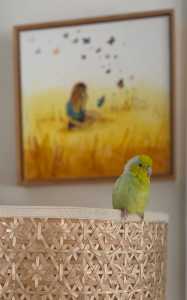 Lost Parrotlet. Semi-tame, will land on your head.