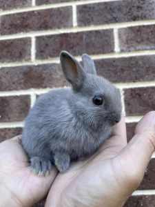 7-8 weeks old pure breed Netherland dwarf bunny rabbits 