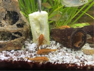 Super Red bristlenose 5-7cm - aquarium tropical fish great condition 