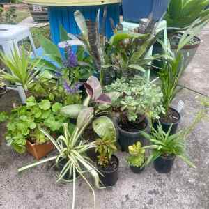 Clearance plants in pots X 13