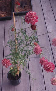 Burgundy Scabiosa flower