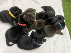EOI Pure lab puppies