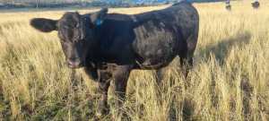 angus cross steer 7 months of age approx 400kg