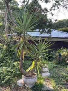 Beautiful Yucca palm