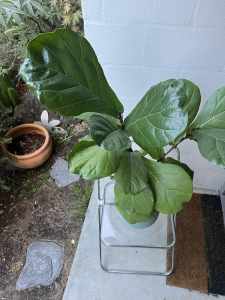 Multi Stem Fiddle leaf Plant in self watering Pot, 1050mm tall)