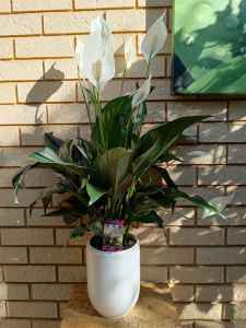 Peace Lilly for sale 