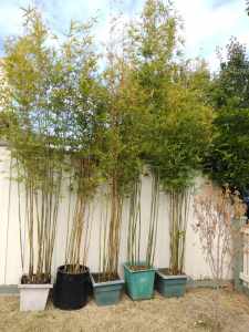 5 Clumping Gracilis bamboo in pots