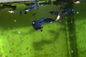 Purple Moscow Guppies Pair $15 (1 male, 1 female)