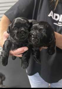 Shitzu Purebred Puppies