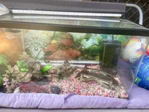 2 ft Fish tank aquarium complete set up 75 litres