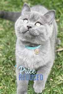 British shorthair kitten .Price has reduced for quick sale 