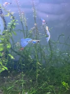 Red grass guppy and Red Cherry shrimp