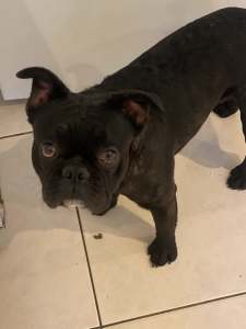 Pure bred french puppie 8 mth old greenacre