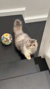 Pedigree purebred Persian kitten female is available