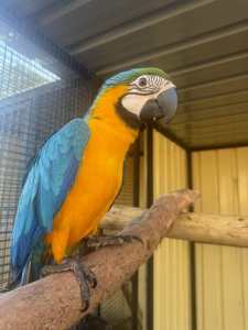 Hand raised Blue and gold macaws