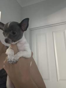 SOLD Chihuahua- Tiny Girl 