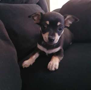 Sold pending Purebred boy Chihuahua short-haired available