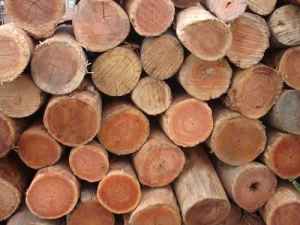 Decorative Display Logs Available at Oz Firewood