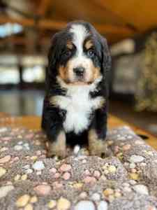 Bernese mountain dog x Poodle 🐶 