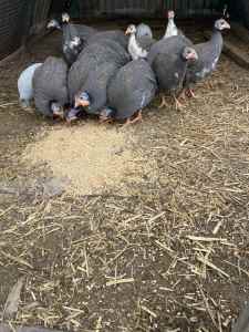 Guinea fowls hens birds 