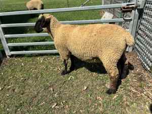 Hampshire Down x Suffolk stag lamb