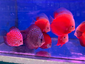 Tropical Fish Great Selection Discus Rainbow Angel Tetra Goldfish Flow