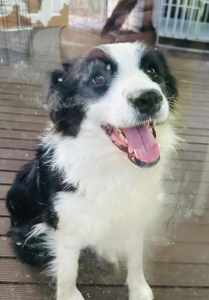 Black & White Border Collie with Purebred Pedigree Papered certificate