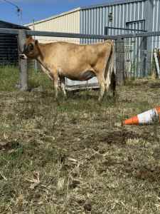 Jersey cow for sale
