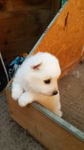 Pure Breed Japanese spitz pup