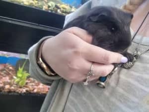Guinea Pigs - Available NOW!