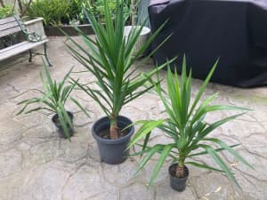 Yucca plants established x 4