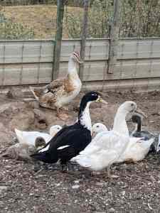 Mix bred point of lay ducks