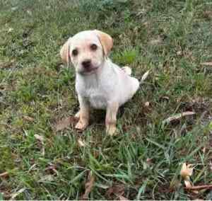 Purebred Labrador pups ( special deal in this weekend )