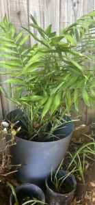 Big pot of plants