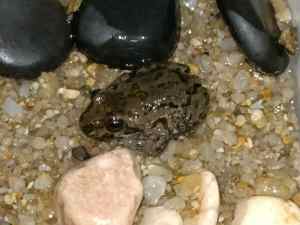 Baby spotted marsh frogs min 2