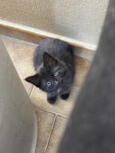 One female kitten - quick release