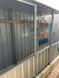 Aviary and budgies for sale 