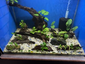 Anubias driftwood and rock creations