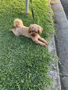 Toy Poodle/Maltese for sale